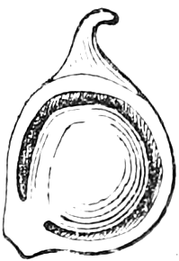 204 Akene. — The same akene with part of its wall cut away, showing the single seed filling the inside.