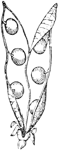 211 Legume. — A Pea legume split into its two valves, the round peas attached along the inner edge of one valve, the withered calyx at the base.