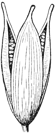 212 Capsules, opening. — The pod of St. John's-wort splitting from the top into three valves through the partitions, the small seeds showing in the gaps.