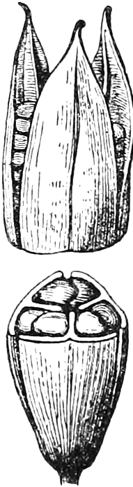 213 Capsules, opening. — The pod of an Iris: above, split from the top into three valves down the backs of the cells; below, cut across to show the three cells full of seeds.