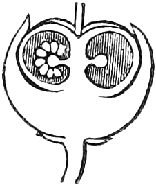 Fig. 219. — The ripe checkerberry cut lengthwise: the calyx grown thick and round, enclosing the small dry pod, whose cells show at the top.