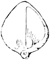 Fig. 225. — One thick scale of the cone taken off, seen from the upper side, with a single seed lying at its base.