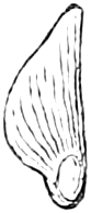 Fig. 226. — A seed of the pine removed from its scale, with its long thin wing.