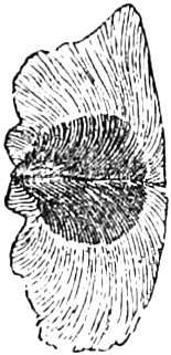 Fig. 228. — A seed of the Trumpet-Creeper, the body in the middle and the outer coat spread round it into a broad, thin, veined wing.