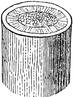 230. Exogenous stem of the first year. — A short length of young stem seen whole, its cut top showing the pith in the centre ringed by wood and a thin bark.