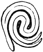 Embryos of, 233. Sugar-Maple; — The embryo of the Sugar-Maple, its two long seed-leaves rolled up together in a tight spiral coil.