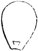 239. A petal, showing its little scale. — A single Crowfoot petal, rounded at the top and narrowed to the base, with a tiny scale drawn just above its claw.