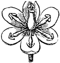 267. enlarged flower spread open; — A Barberry flower spread open and enlarged: six rounded petals, a stamen standing before each, round the single pistil in the centre.