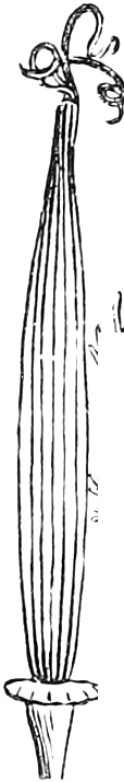 281. The pod. — The long, many-ribbed pod of Eschscholtzia standing on its rimmed receptacle, with the curling stigmas at the top.