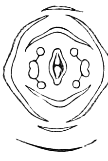 287. Diagram of the flower of a Corydal. — A cross-section plan of a Corydal flower: two sepals outside, four petals in two pairs, the two sets of stamens either side of the central pistil.