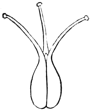 298 Pistil of 3 united. — A pistil enlarged: one ovary, deeply grooved into two visible lobes, from whose top three slender styles spread, each ending in a small stigma.