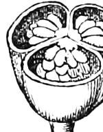 299 Pod cut across. — A pod cut across near the top, showing three cells packed with small seeds.
