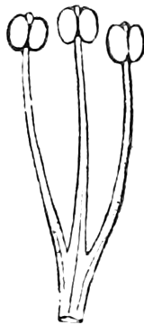 301. One of the clusters of three stamens. — Three stamens whose filaments are joined at the base into one stalk, each ending in a rounded two-lobed anther.