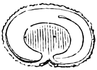304. A seed divided, showing the embryo coiled around the outside of the albumen. — A kidney-shaped seed cut in half, the curved embryo lying like a band round the outside of the shaded albumen.