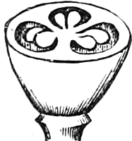 348. Same, divided crosswise, showing the two ovules in each cell. — The ovary cut across: three cells in a ring, each holding a pair of small ovules.