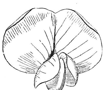 351. Papilionaceous corolla of Locust. — A Locust blossom seen from the front: the broad veined standard spread above, with the two wings and the curved keel clustered below it.