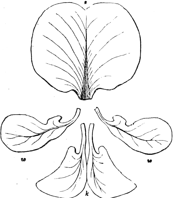 352. Its petals displayed: s, standard; w, w, wings; k, the keel laid open. — The five petals laid out separately: the large rounded standard, s, at the top, a clawed wing, w, on each side, and the two keel petals, k, below.
