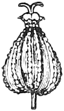 382. A fruit — The ribbed, egg-shaped fruit of Poison-Hemlock, much enlarged, on a short stalk and topped by the two small curled styles.