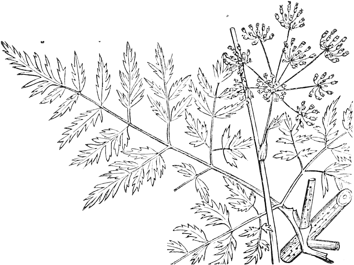 379. Part of Stem, leaf, umbel, &c. of Poison-Hemlock. — A branch of Poison-Hemlock: a large finely divided, deeply toothed leaf, a hollow spotted stem cut off at the base, and a compound umbel of small flowers above.