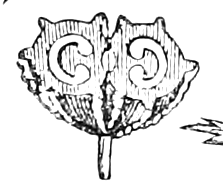 383. Lower half of it cut off. — The Poison-Hemlock fruit cut across, showing its two halves side by side, each with a curled seed inside a wavy-ribbed coat.