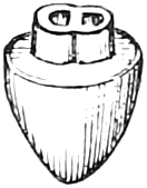 387. A fruit cut across. — The berry-like stone-fruit with its top sliced off, showing the two cells of the stone side by side.