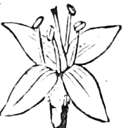386. A separate flower enlarged. — One small flower enlarged, with four pointed petals spread open, four stamens and a central style rising from the top of the ovary.