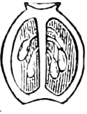 391. An ovary divided lengthwise, and magnified. — An ovary split lengthwise and magnified, showing two cells side by side, each holding hanging ovules.