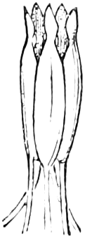 Fig. 400. — The five stamens of a composite flower, their anthers joined side by side into a closed tube, with the separate filaments spreading below.