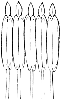 Fig. 401. — The same tube of anthers split down one side and spread out flat: five long anthers in a row, each on its own slender filament.