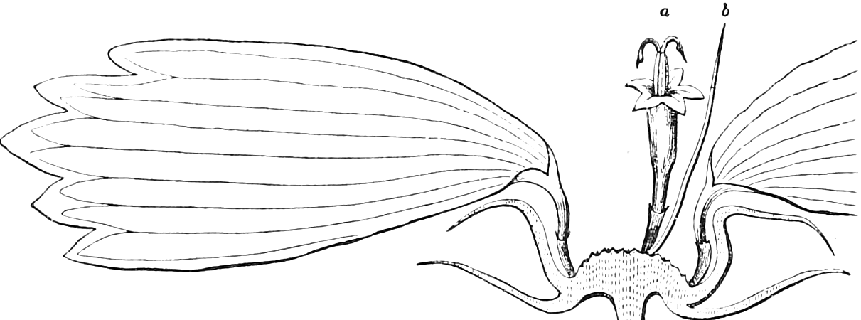 405. Slice of the same, enlarged, with one ray-flower, and part of another, and one perfect disk-flower (a), with its bract or chaff (b). Ray-flower, neutral. Ray-flower, neutral. — An enlarged slice through the Coreopsis head: a long strap-shaped ray-flower at each side, and on the dotted receptacle between them one small tubular disk-flower, a, beside its slender chaff, b.