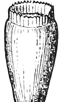 Fig. 407. — The akene of Cichory, crowned by its pappus, a short toothed ring or cup round the top.