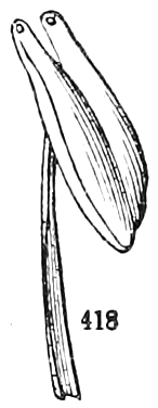 418. A stamen. — A single Wintergreen stamen: a straight filament bearing an anther whose two cells open by small holes at the top.