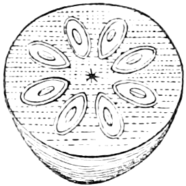 425. Section of the same. — The Persimmon fruit cut across, showing the thick pulp with eight large flat seeds set in a ring round the centre.