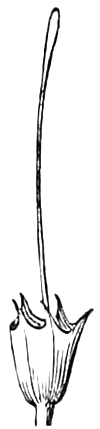 438. Style and calyx of the same. — The pistil of the Gerardia: a very long, slender style rising from a small ovary seated in the five-pointed calyx.