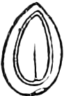 449. Akene cut through lengthwise, magnified; the whole kernel embryo. — A single akene cut through lengthwise and magnified: an egg-shaped outline with a smooth kernel filling the inside.