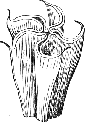 458. Upper part of the corolla of Stramonium (Fig. 177) in bud. — The top of a folded corolla in bud: the pleated limb twisted round on itself, the long tube below scored with fine lines.