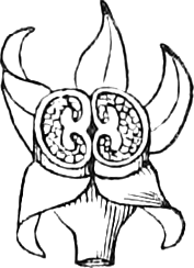 462. Same, with the upper part cut away — The same pod with its top cut off, showing two cells packed with small seeds inside the spreading lobes of the calyx.