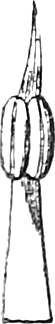 474. A separate stamen, more magnified; outside view. — A single stamen seen from outside: a long flat filament with the anther cells along its middle and a slender point above.