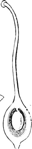 487. Pistil, with the ovary divided to show the ovule hanging from the top. — A slender pistil with a long curved style, its ovary below cut open to show a single oval ovule hanging inside.