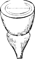 489. Lower half of fruit, cut across. — The fruit cut across: the lower half of the berry sitting in its cup-shaped thickened stalk-end, the seed showing at the cut face.