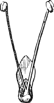 495. A scale separated, with its flower, consisting of two stamens and a little gland, magnified. — A single narrow scale with two long slender stamens rising from it in a V, each tipped with a round anther, and a small gland at the base.