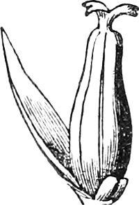 497. A pistillate flower with its scale and gland, magnified. — A single flask-shaped pistil topped by two short spreading stigmas, standing beside its narrow pointed scale, with a small gland at the base.