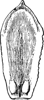 499 Inside view of one of the scales and its pair of naked ovules, more magnified. — A single oval, finely lined cone scale seen from inside, with a small point at its tip and two naked ovules side by side at its base.