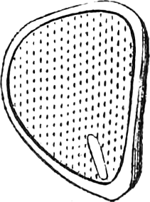 504. Magnified section of the seed of Iris, showing the small monocotyledonous embryo. — A rounded triangular seed cut through, its thick coat enclosing finely dotted albumen, with the small straight embryo near one corner.