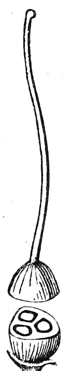 508. Pistil, magnified; the ovary cut across. — A single pistil with a long slender style rising from a rounded ovary; below it the ovary cut across, showing its three cells.