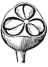 513. Lower half of a pod, cut across and magnified. — A rounded pod on its stalk, cut across to show three cells, each holding its seeds.