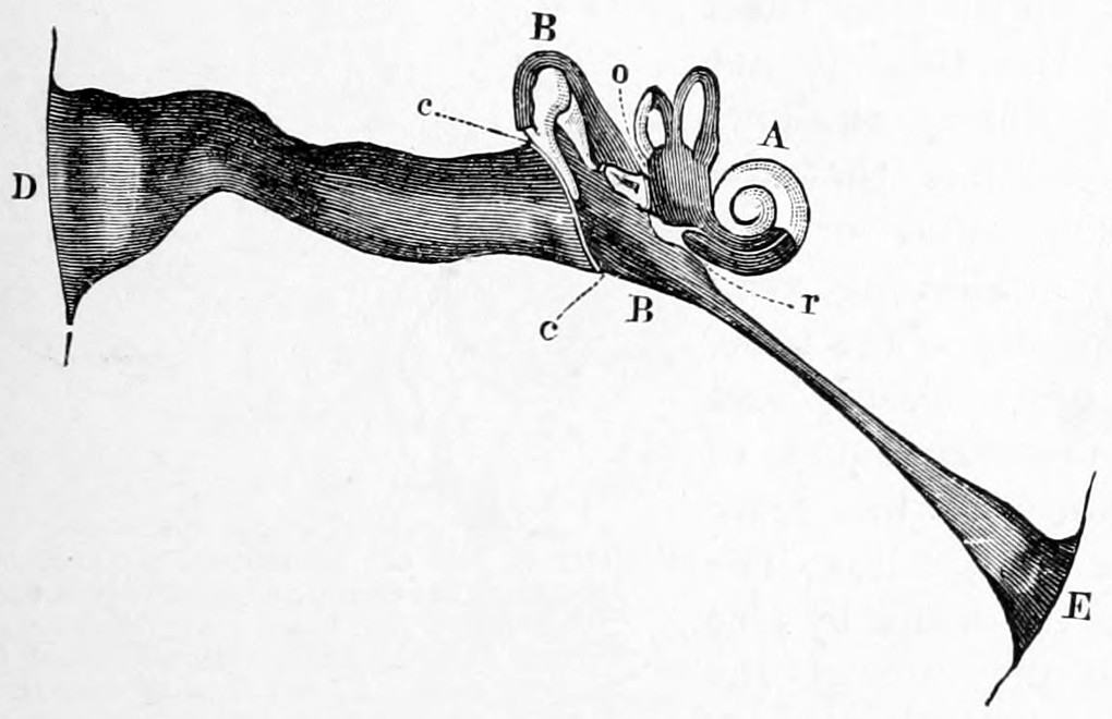 Fig. 36. — A diagrammatic section of the ear at life size: the funnel-shaped entrance D of the outer passage, the drumskin c c, the drum B B, the labyrinth A with its windows o and r, and the Eustachian tube running down to E.