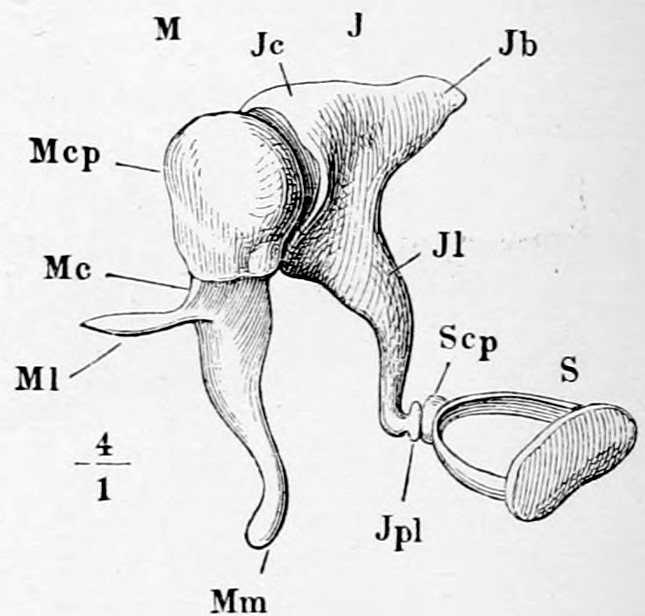 Fig. 37. Ossicles of the ear in mutual connection seen from the front, and taken from the right side of the head, which has been turned a little to the right round a vertical axis. M hammer or malleus. J anvil or incus. S stirrup or stapes. Mcp head, Mc neck, Ml long process or proces'sus gră'cilis. Mm handle or manū'brium of the hammer.—Jc body, Jb short process, Jl long process, Jpl orbicular process or os orbĭcŭlāre or proces'sus lenticŭlāris, of the anvil.—Scp head or capĭt'ŭlum of the stirrup. — The three linked ossicles drawn enlarged: the hammer with its rounded head, neck and long handle, the anvil with its body and two processes, and the small stirrup hooked on at the right; a scale mark reads 4 over 1.