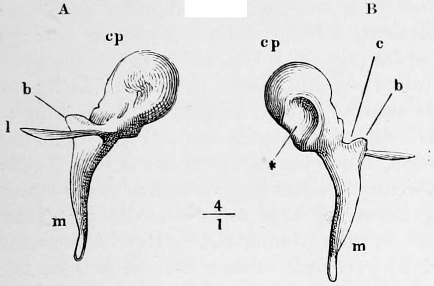 Fig. 38. Right hammer, A from the front, B from behind. cp, head, c neck, b short, l long process, m handle. ⁎ Surface of the joint. — Two views of the hammer side by side, A from the front and B from behind, each a rounded head above a neck with two small processes and a long tapering handle; a scale mark reads 4 over 1.