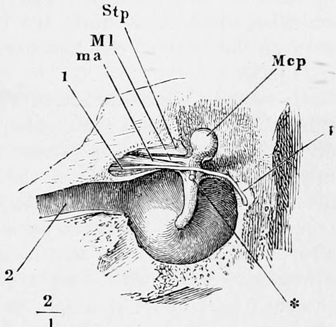 Fig. 40. Right drumskin with the hammer, seen from the inside. The inner layer of the fold of mucous membrane belonging to the hammer (see below) is removed. Stp, spīna tympănica post. Mcp, head of the hammer. Ml, long process of hammer. ma, ligāmen'tum mallĕī ant. 1 chorda tympănī. 2 Eustachian tube. ⁎ Tendon of the M. tensor tympănī, cut through close to its insertion. — The drumskin seen from within at twice natural size, with the hammer's head and long handle lying against its upper part, its ligament and the chorda tympani crossing above, and the Eustachian tube leading off at the lower left.